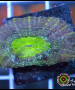Acan bowerbanky
