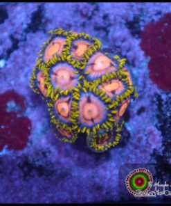 Ultra zoas