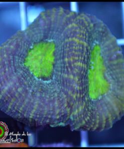 Acan bowerbanky