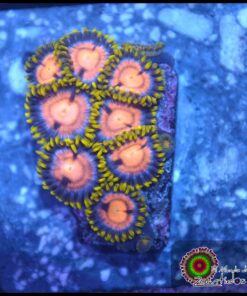 Ultra zoas