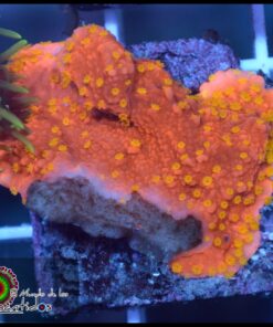 Montipora pólipo amarillo