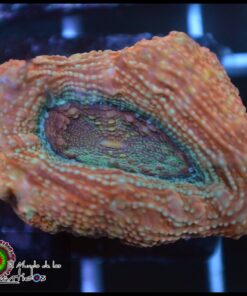 Acan bowerbanky