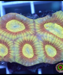 Golden favia
