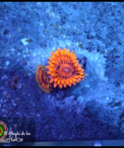 Burning ember zoas