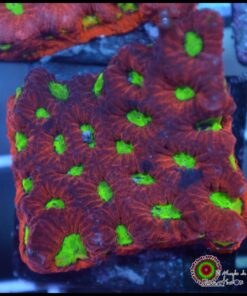 Warcoral