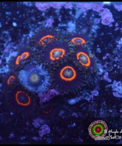 Jet pack zoas