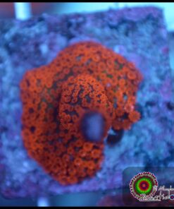Montipora