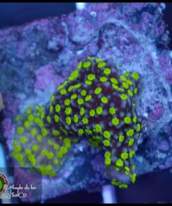 Montipora