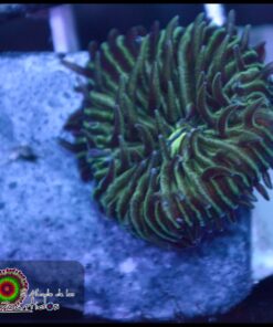 Fungia verde CH