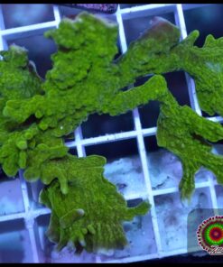 Green montipora