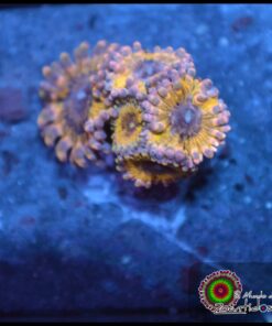 Chiquita zoas
