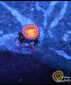 Cry baby zoas