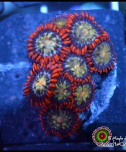 Zoas