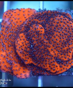 Mystic montipora