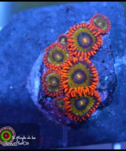 Ironman zoas
