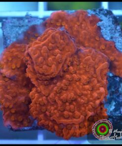 Montipora