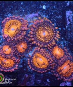 Polvo de hada zoas