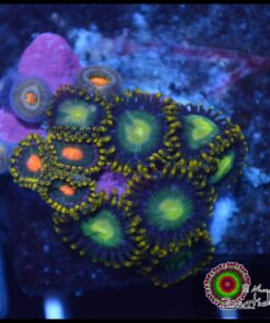 Zoas