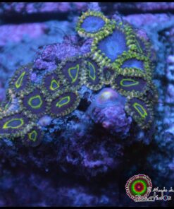 Theal ring zoas