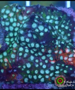 Fender bender cyphastrea