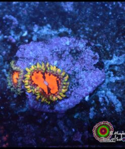 Blood sukers zoa