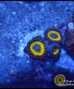 GLO Worm zoas