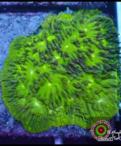 Coral lenguado