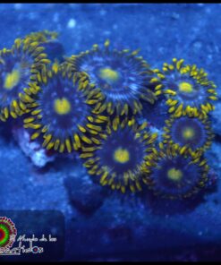 Zoas