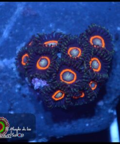 Jetpack zoas