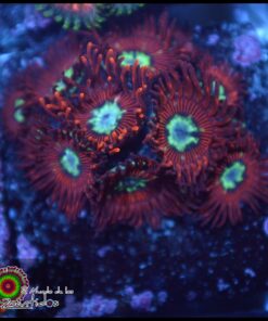 P0rn star zoas
