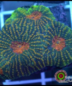 Acan echinata