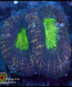 Acan bowerbanky