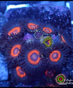 Zoas