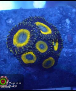 GLO Worm zoas