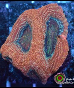 Acan bowerbanky