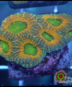 Acan echinata rainbow