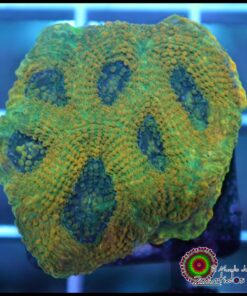 Acan echinata