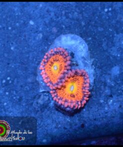 Cry baby zoas