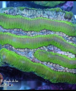 Platygira