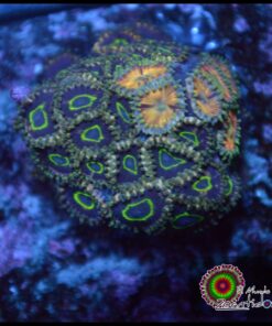 Combo zoas