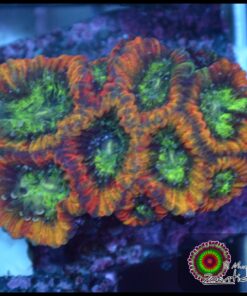 Tropical paradise favia