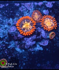 Zoas