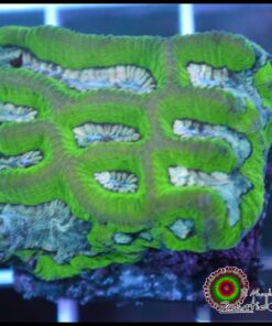 Platygira