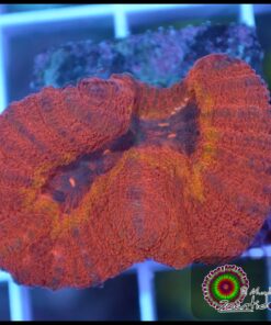 Symphyllia