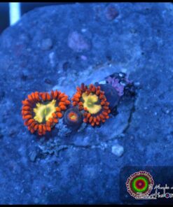 Flaming fireballs zoas