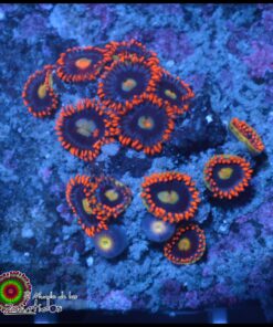 Zoas