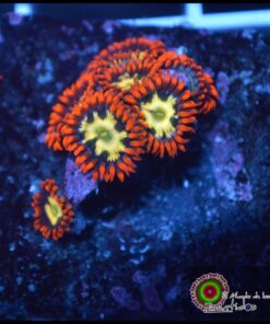 Flaming fireballs zoas