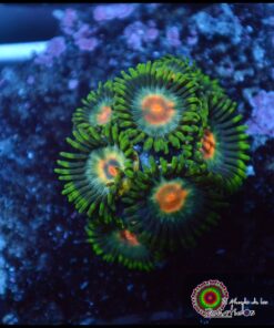 Zoas