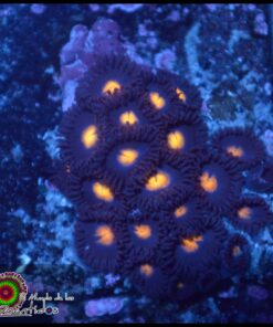 Pacman zoas