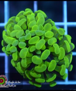 Hammer branch green toxic